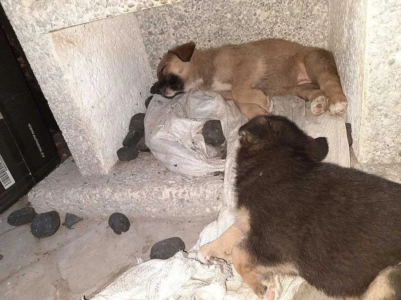 Prodám štěně za 4000,- Kč Kladno. Do dobrých rukou prodám př