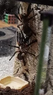 Monocentropus balfouri