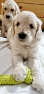 Štěňátka Goldendoodle