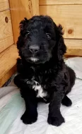 Štěňátka Goldendoodle