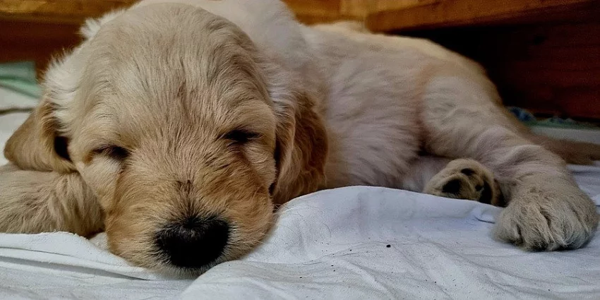 Štěňátka Goldendoodle