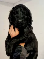 Štěňátka Goldendoodle