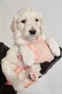 Štěňátka Goldendoodle