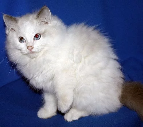 RAGDOLL: