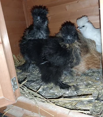 3 odrostlejší kuřata Hedvábničky Velké nesexovaná