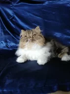 Perská koťátka s PP
