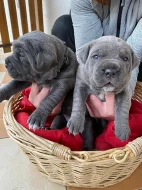 Prodám čistokrevná štěňátka Cane Corso bez PP