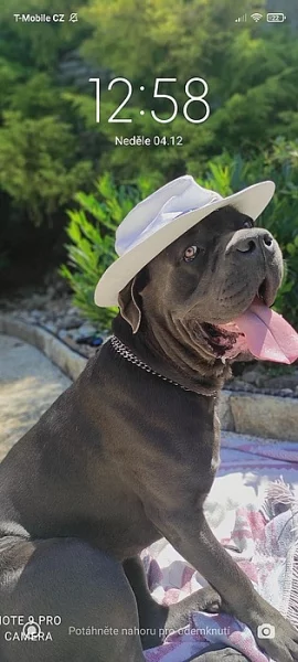 Prodám čistokrevná štěňátka Cane Corso bez PP