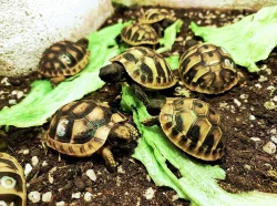 Mláďata želv zelenavých a vroubených
