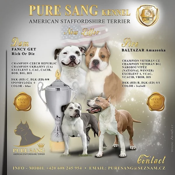 Americký stafordšírský teriér