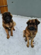 Leonberger štěňata