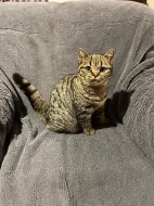 Britské kotě kočička zlatá mramorovaná s PP