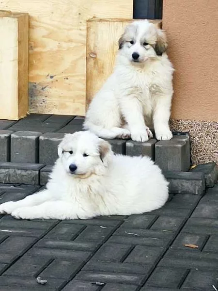 Pyrenejský horský pes-štěňata