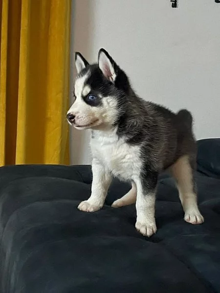 Sibiřský husky Štěňata Sibiřský husky