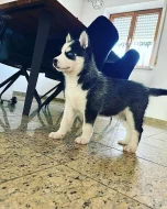 Sibiřský husky Štěňata Sibiřský husky