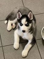 Sibiřský husky Štěňata Sibiřský husky