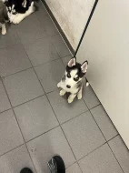 Sibiřský husky Štěňata Sibiřský husky