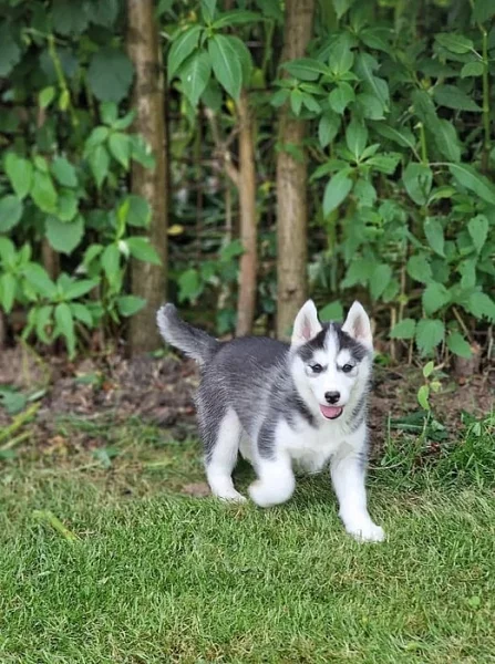 Krásné Sibiřský husky štěňátka na prodej