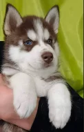 Sibiřský husky