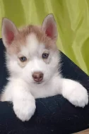Sibiřský husky