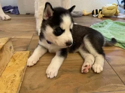 Sibiřský husky