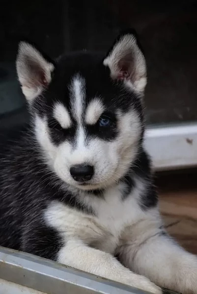 Sibiřský husky
