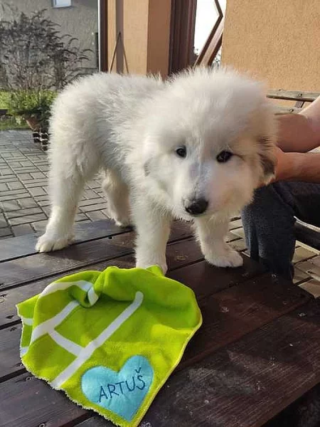 Pyrenejský horský pes- štěňata