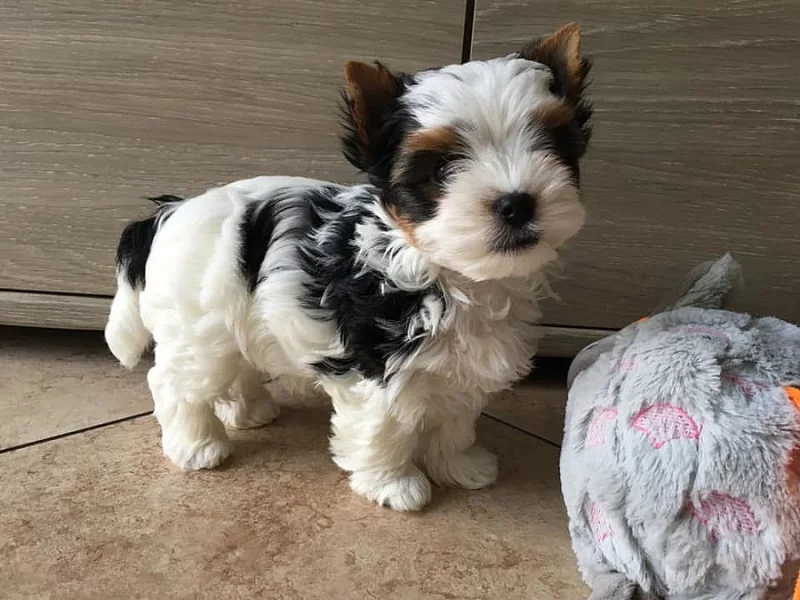 Jorkšírský teriér