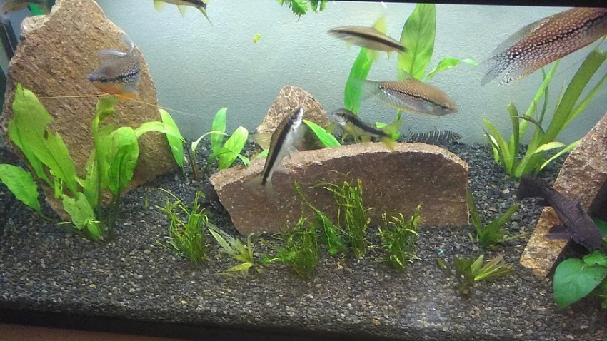 Akvarijní set úplné roční vybavení_ryby_filtrace_krmení_stůl