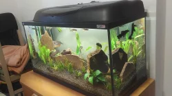 Akvarijní set úplné roční vybavení_ryby_filtrace_krmení_stůl