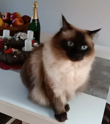 Daruji Ragdoll kocoura