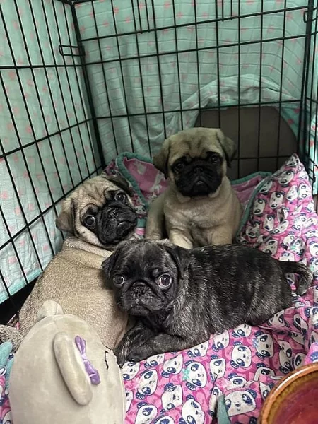 Mops, aprikot štěňata s PP