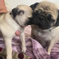 Mops, aprikot štěňata s PP