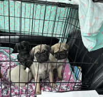 Mops, aprikot štěňata s PP