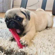 Mops, aprikot štěňata s PP