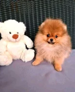POMERANIAN