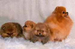 POMERANIAN