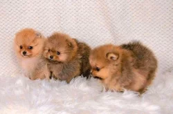 POMERANIAN