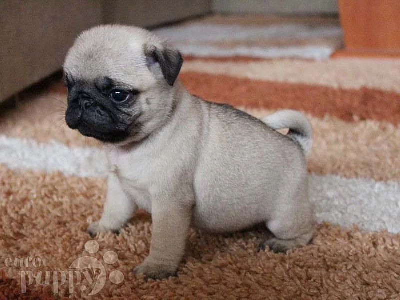 Mops štěňata bez PP