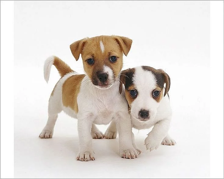 Prodám štene - fenku Jack Russell Terier