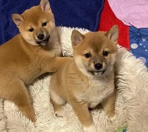 Štěňata Shiba Inu na prodej