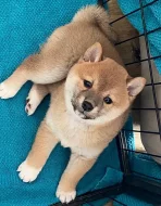 Štěňata Shiba Inu na prodej