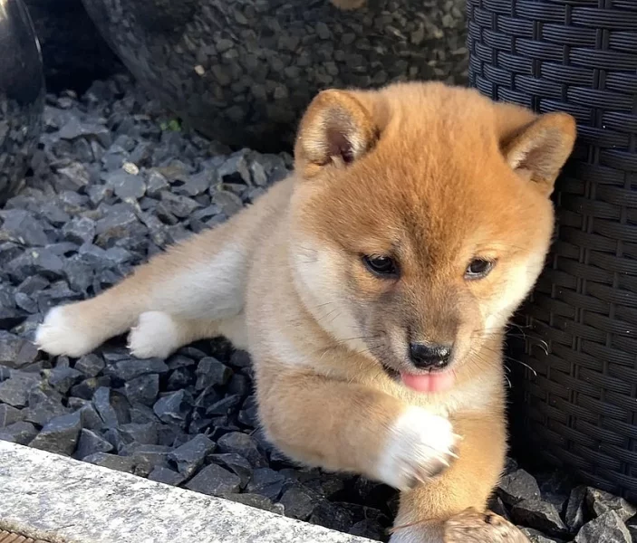 Štěňata Shiba Inu na prodej