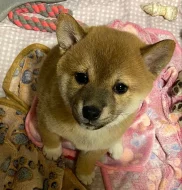 Štěňata Shiba Inu na prodej