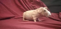 Skinny morcatka