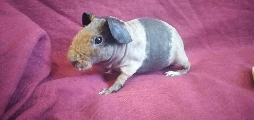 Skinny morcatka