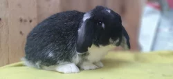 luxusní černo bílý sameček Zakrslý Beránek Minilop