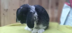 luxusní černo bílý sameček Zakrslý Beránek Minilop
