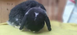 luxusní černo bílý sameček Zakrslý Beránek Minilop