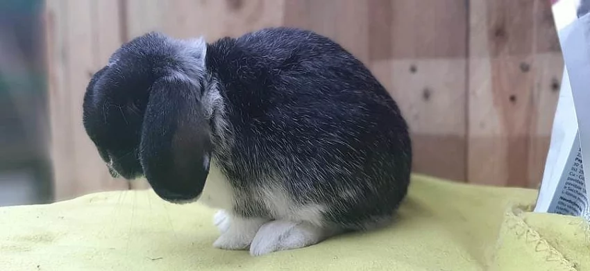 luxusní černo bílý sameček Zakrslý Beránek Minilop